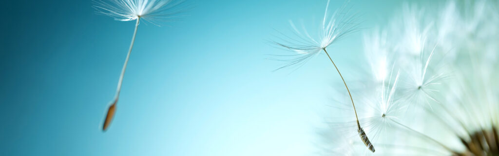 Assurance décès proposée par Dedale Assurances