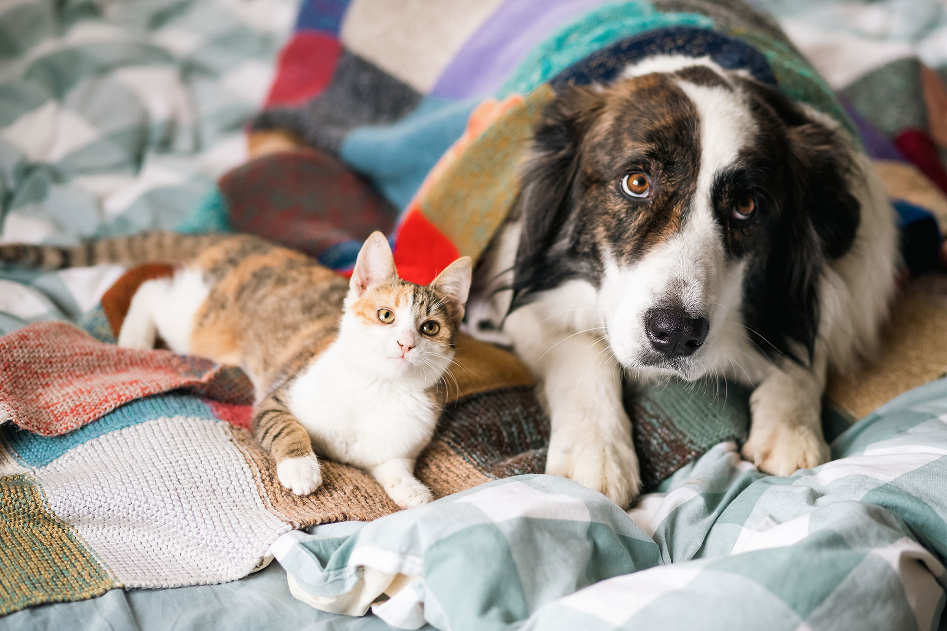 Assurance chien & chat : une protection devenue incontournable